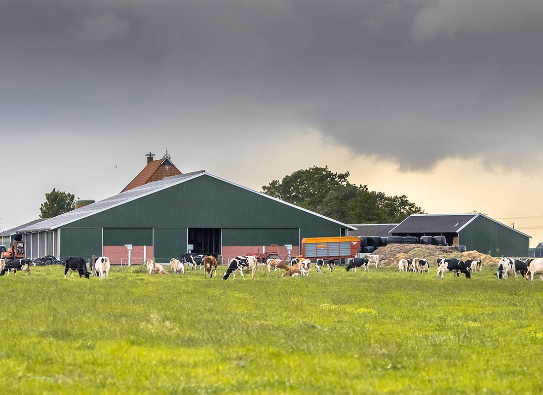 Agriculture Insurance - Dairy Farm on Dutch Countryside on a Dark Cloudy Day